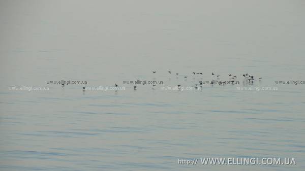 Эллинги Дельфин в Алуште Семейный отдых Вид на море