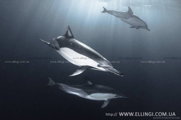 Отдых на море в Крыму Алушта эллинги Дельфин фото дельфин 10