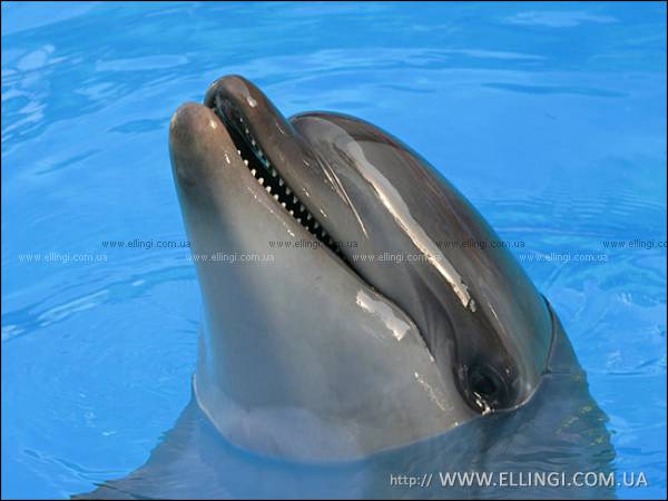 Отдых на море в Крыму Алушта эллинги Дельфин фото дельфин 16