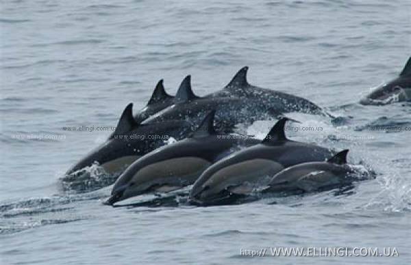 Отдых на море в Крыму Алушта эллинги Дельфин фото дельфин 17