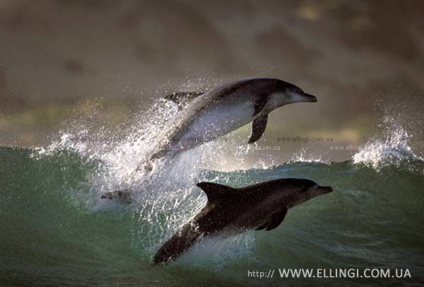 Алушта Отдых в Крыму  на море эллинги Дельфин фото дельфин 23