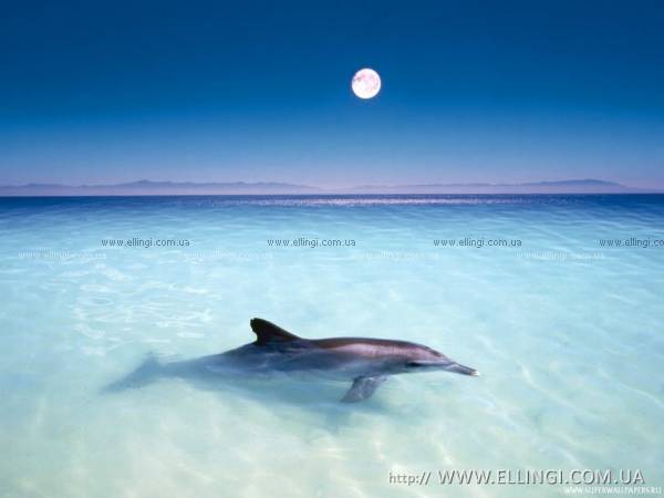 Алушта Отдых в Крыму  на море эллинги Дельфин фото дельфин 25