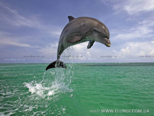 Алушта Отдых в Крыму  на море эллинги Дельфин фото дельфин 26