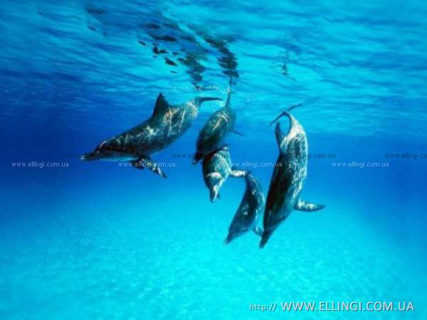 Алушта Отдых в Крыму  на море эллинги Дельфин фото дельфин 27