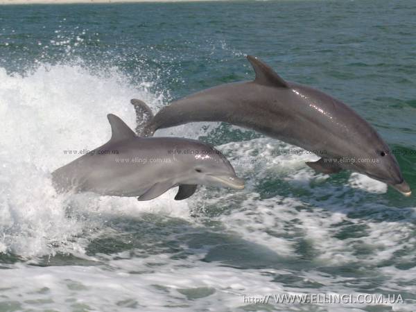 Алушта Отдых в Крыму  на море эллинги Дельфин фото дельфин 34