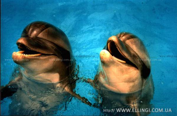 Алушта Отдых в Крыму  на море эллинги Дельфин фото дельфин 38