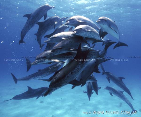 Алушта Отдых в Крыму  на море эллинги Дельфин фото дельфин 40