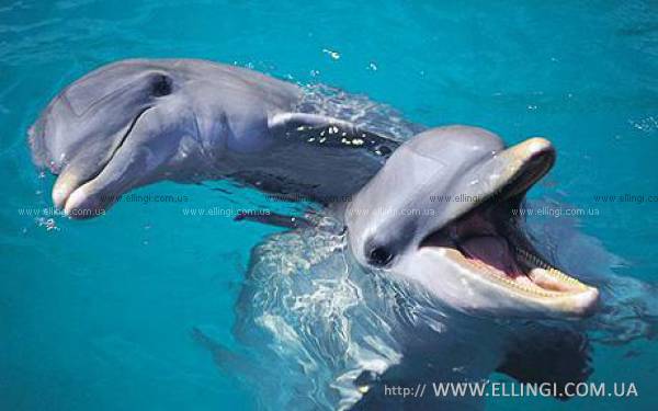 Алушта Отдых в Крыму  на море эллинги Дельфин фото дельфин 42