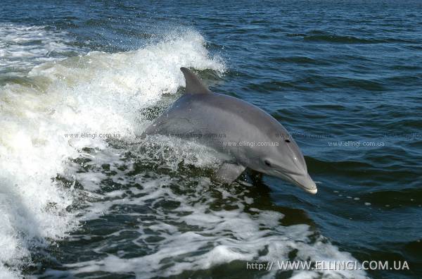 Алушта Отдых в Крыму  на море эллинги Дельфин фото дельфин 43