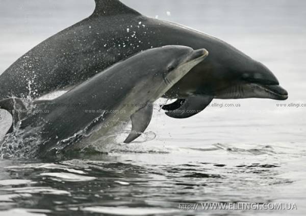 Алушта Отдых в Крыму  на море эллинги Дельфин фото дельфин 46