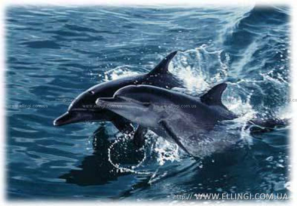 Алушта Отдых в Крыму  на море эллинги Дельфин фото дельфин 51