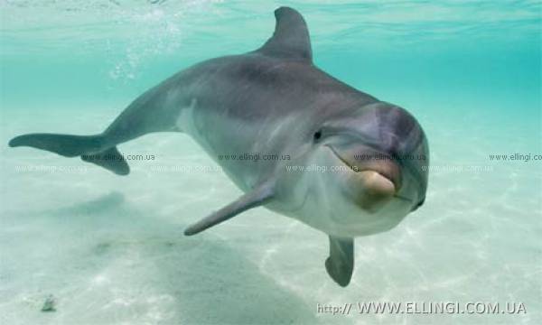 Алушта Отдых в Крыму  на море эллинги Дельфин фото дельфин 55