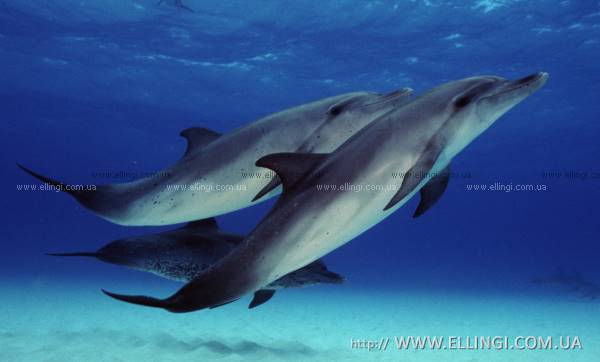 Алушта Отдых в Крыму  на море эллинги Дельфин фото дельфин 56