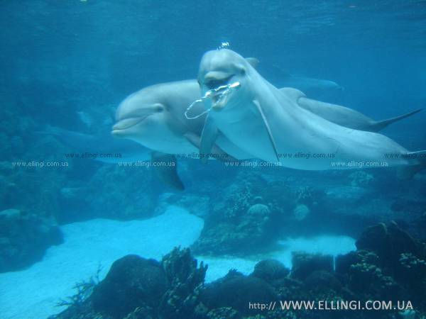 Алушта Отдых в Крыму  на море эллинги Дельфин фото дельфин 57