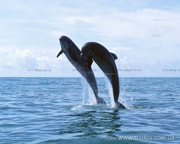 Алушта Отдых в Крыму  на море эллинги Дельфин фото дельфин 59