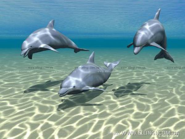  Отдых в Алуште на море в Крыму эллинги Дельфин фото дельфин 63