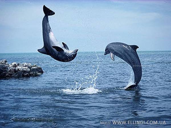  Отдых в Алуште на море в Крыму эллинги Дельфин фото дельфин 69