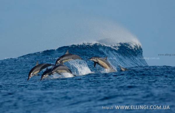  Отдых в Алуште на море в Крыму эллинги Дельфин фото дельфин 72