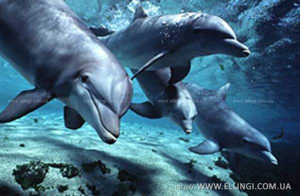 Отдых в Алуште на море в Крыму эллинги Дельфин фото дельфин 74