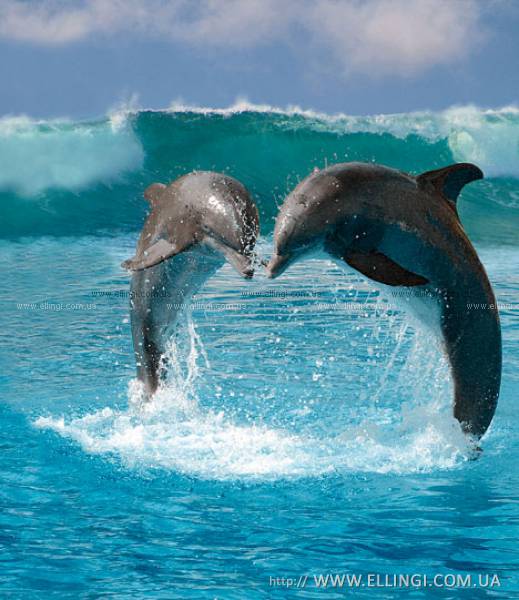  Отдых в Алуште на море в Крыму эллинги Дельфин фото дельфин 75