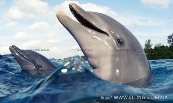  Отдых в Алуште на море в Крыму эллинги Дельфин фото дельфин 78