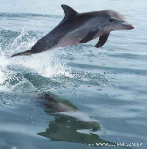  Отдых в Алуште на море в Крыму эллинги Дельфин фото дельфин 81