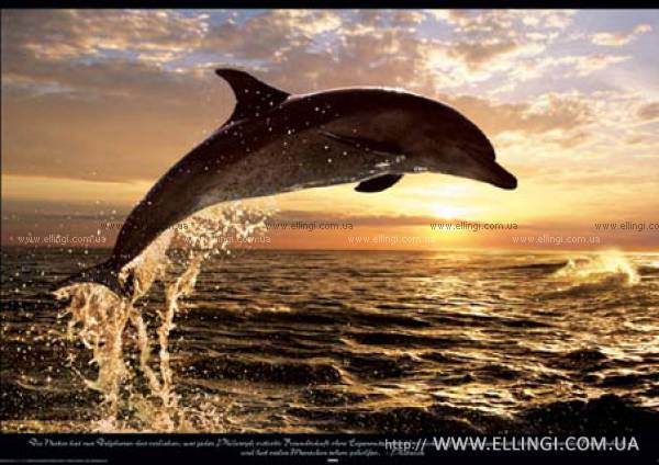  Отдых в Алуште на море в Крыму эллинги Дельфин фото дельфин 83
