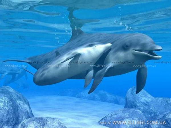 Эллинги в Алуште на море отдых в Крыму Дельфин фото дельфин 88