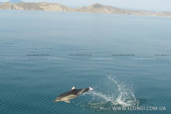 Эллинги в Алуште на море отдых в Крыму Дельфин фото дельфин 94