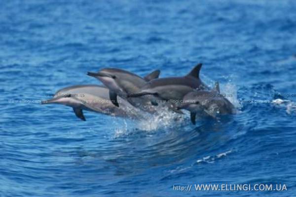 Эллинги в Алуште на море отдых в Крыму Дельфин фото дельфин 96
