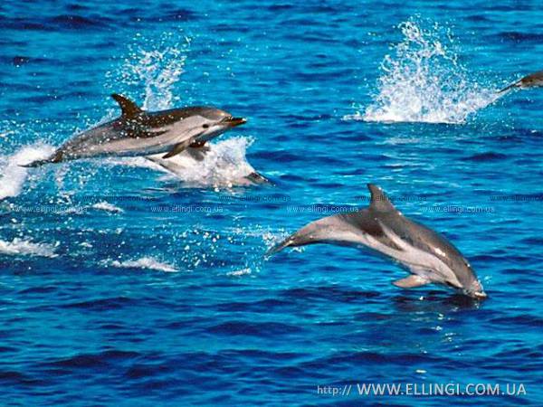 Эллинги в Алуште на море отдых в Крыму Дельфин фото дельфин 98