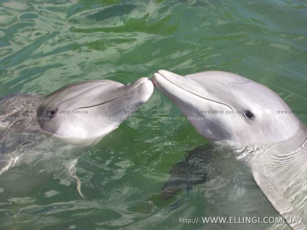 Эллинги в Алуште на море отдых в Крыму Дельфин фото дельфин 104