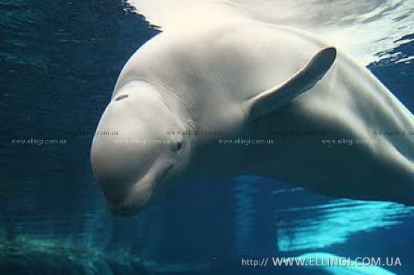 Эллинги в Алуште на море отдых в Крыму Дельфин фото дельфин 105