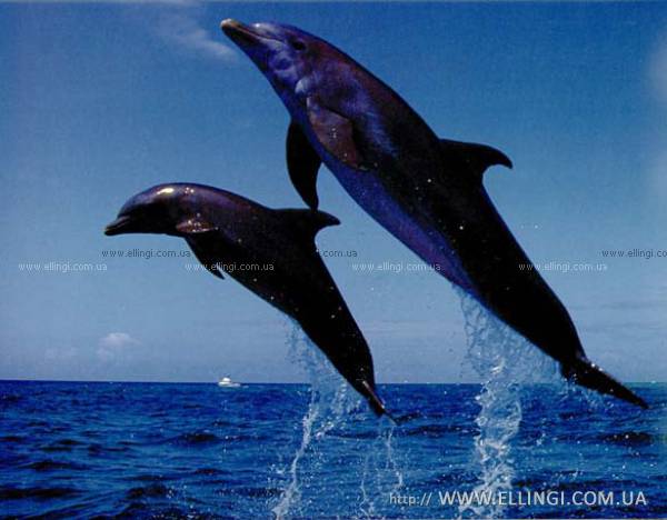 Эллинги в Алуште на море отдых в Крыму Дельфин фото дельфин 106