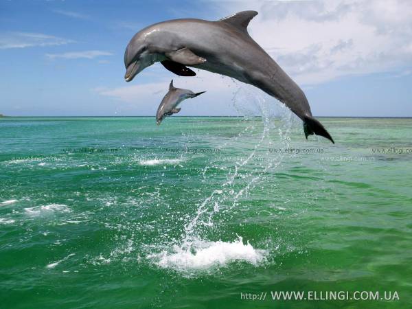Эллинги в Алуште на море отдых в Крыму Дельфин фото дельфин 109