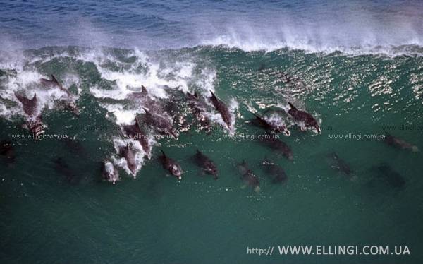 Эллинги в Алуште на море отдых в Крыму Дельфин фото дельфин 110