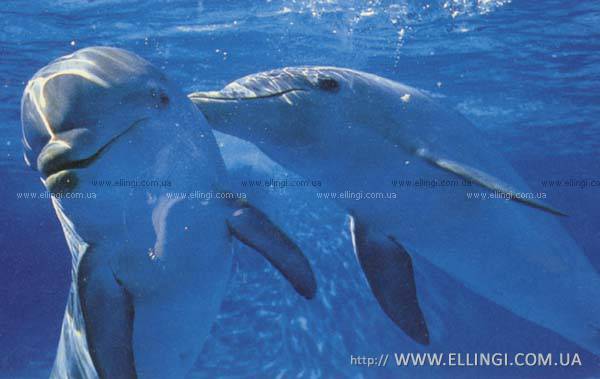 Эллинги в Алуште на море отдых в Крыму Дельфин фото дельфин 114