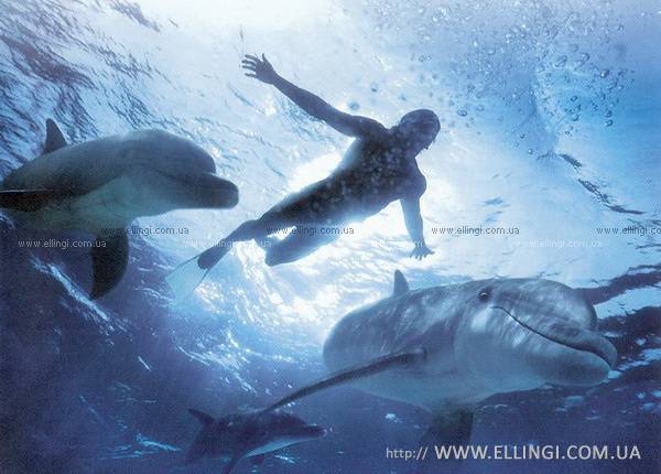 Эллинги в Алуште на море отдых в Крыму Дельфин фото дельфин 115