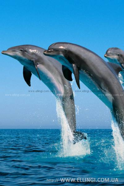 Эллинги в Алуште на море отдых в Крыму Дельфин фото дельфин 116