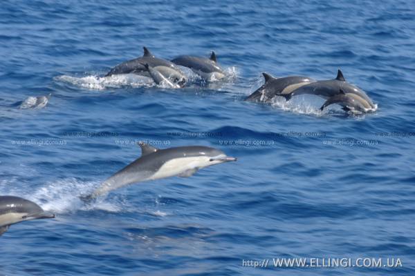 Эллинги в Алуште на море отдых в Крыму Дельфин фото дельфин 117