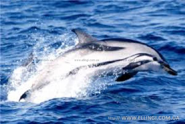 Эллинги в Алуште на море отдых в Крыму Дельфин фото дельфин 118