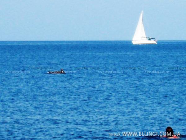 Эллинги в Алуште на море отдых в Крыму Дельфин фото дельфин 120