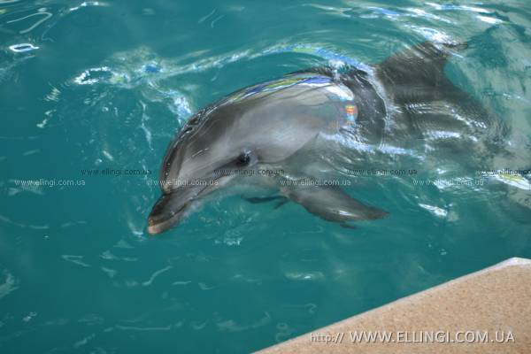 эллинги дельфин крым алушта отдых море дельфинарий