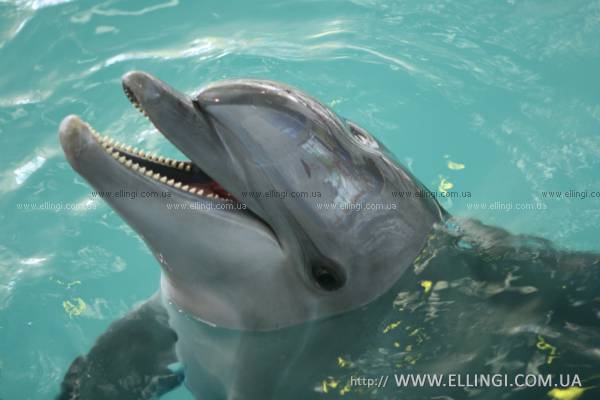 эллинги дельфин крым алушта отдых море дельфинарий