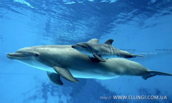 Отдых на море в Крыму Алушта эллинги Дельфин фото дельфин 11