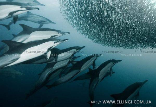 Алушта Отдых в Крыму  на море эллинги Дельфин фото дельфин 47